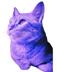 Tyler For Website 1 239x300